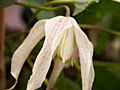 Clematis Pointy IMG_5991 Powojnik